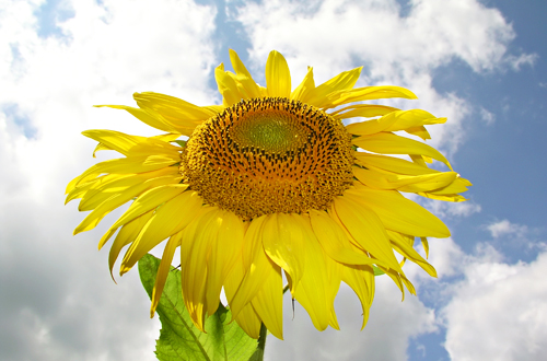 Sunscreen is important for your skin's health